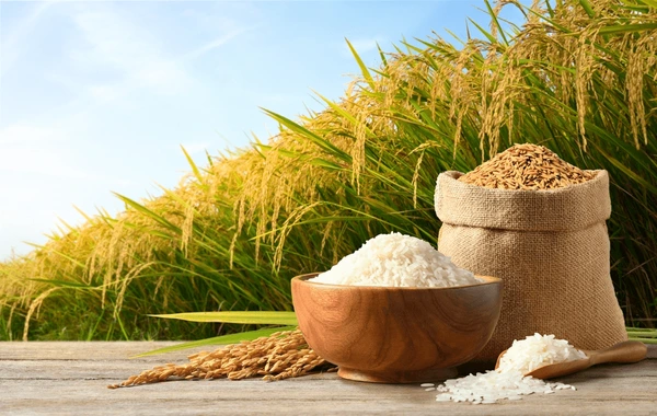 white-rice-paddy-on-wooden-600nw-2327023389